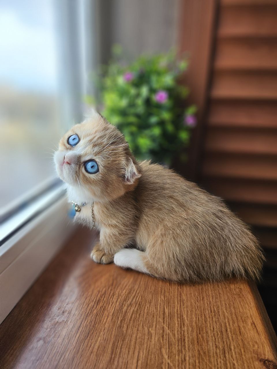 Kitten